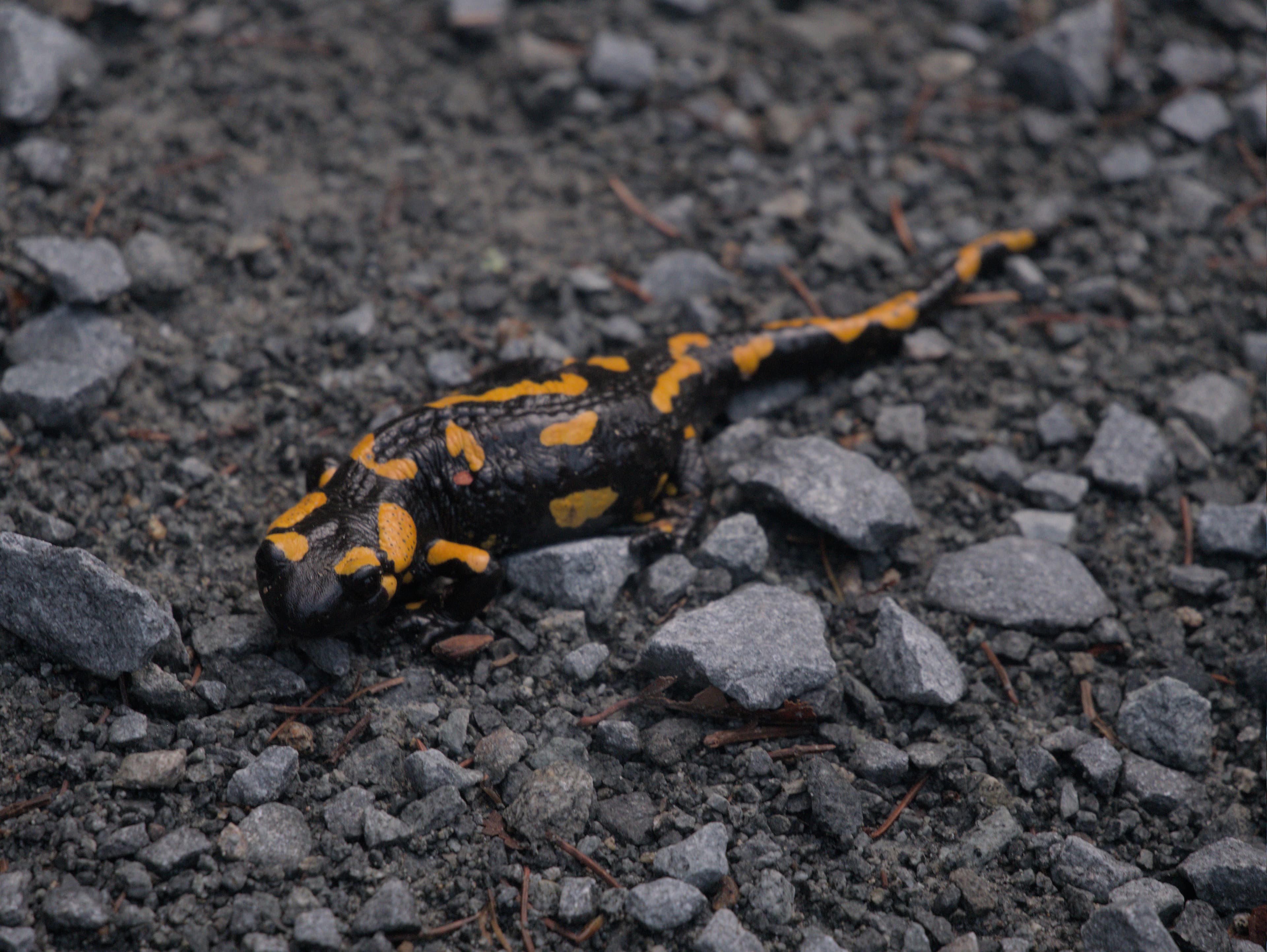 poiana narciselor trip 2025 - 4