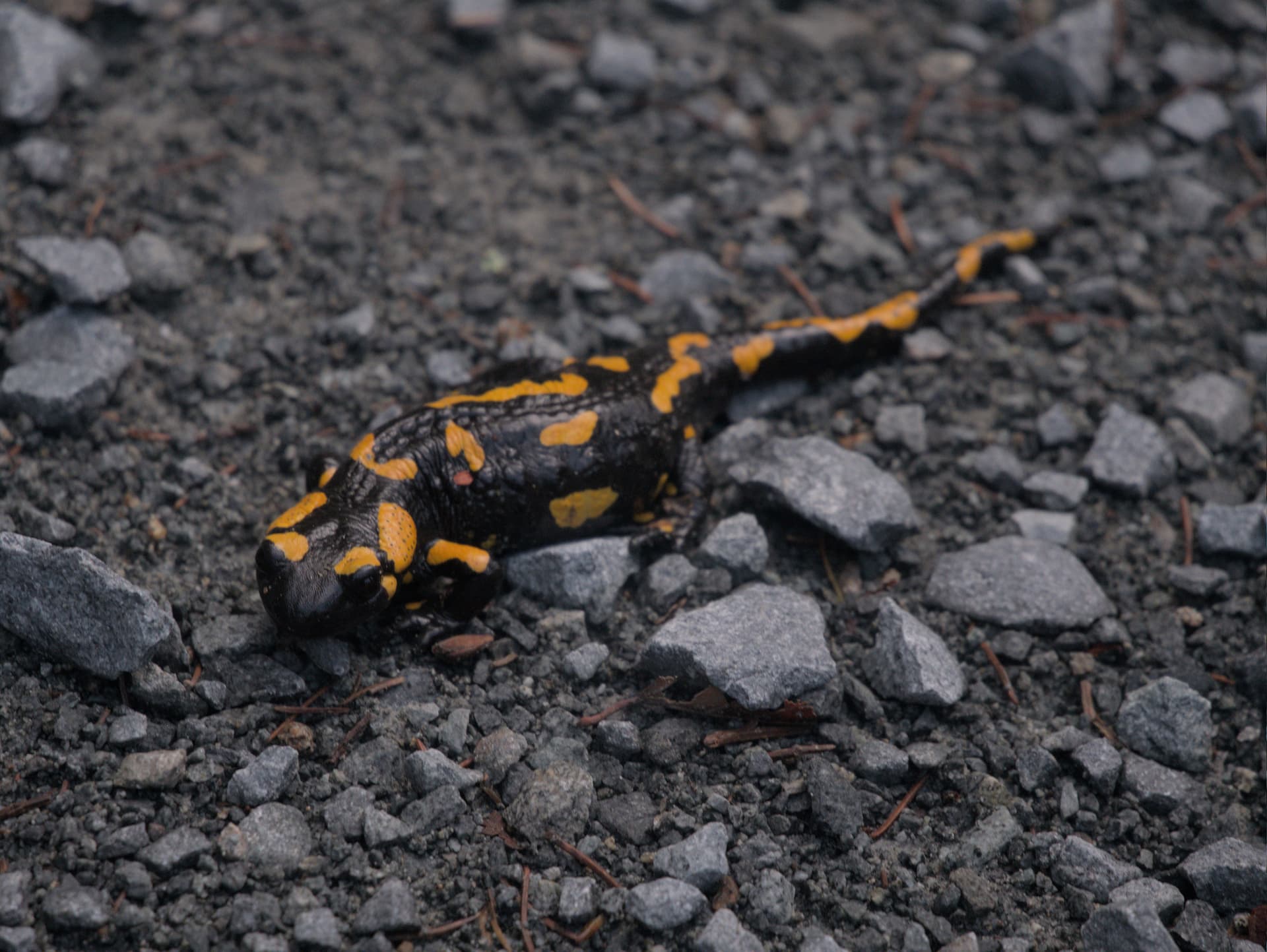 poiana narciselor trip 2025 - Photo 4