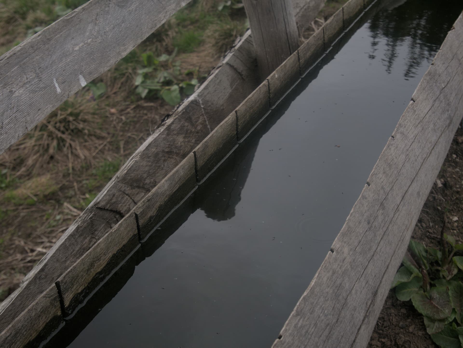 poiana narciselor trip 2025 - Photo 18