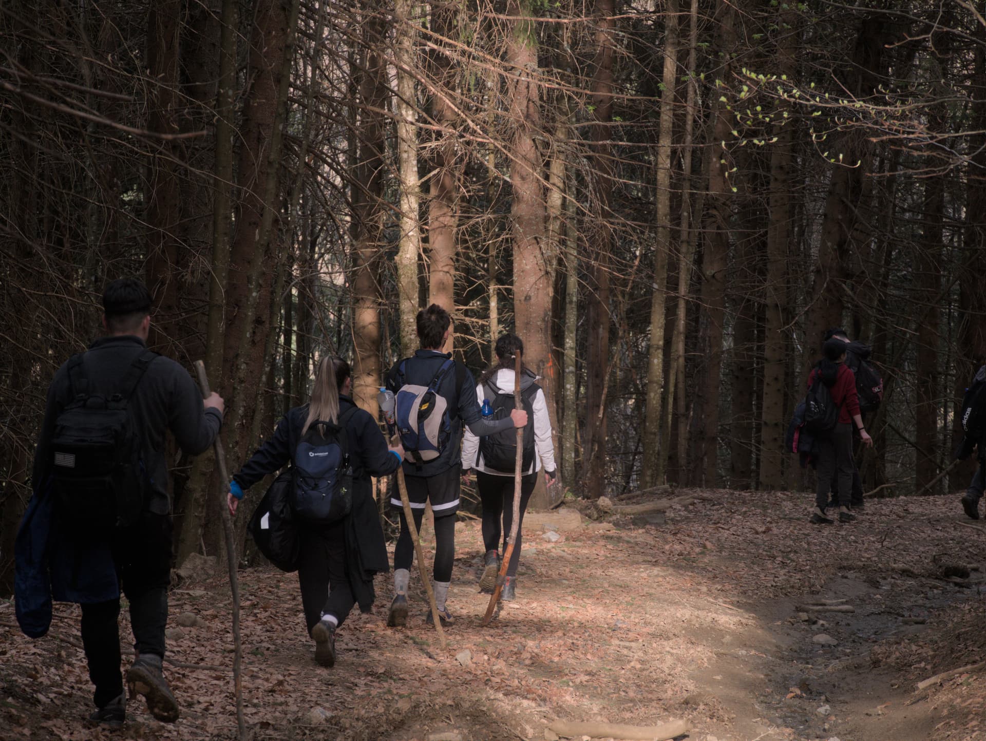 poiana narciselor trip 2025 - Photo 24